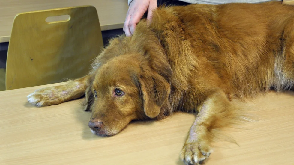 Oskar Fransson, lärare vid Realgymnasiet i Nyköping, hade med sin egen hund, Nemo, när han visade hur man utför HLR på hundar.