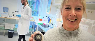 Chockarvet: 10 miljoner till svampforskning