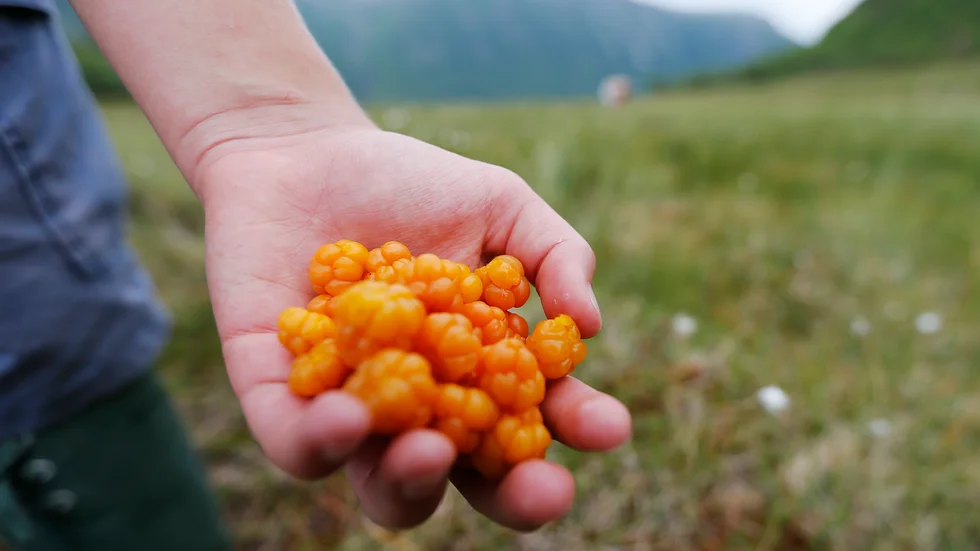 Det finns ingenting som säger att regeringen inte kommer lyssna på sina allierade även i frågan om skogen. Så nej, det är inte överdrivet att påstå att högern hotar vår rätt att plocka bär i skogen.