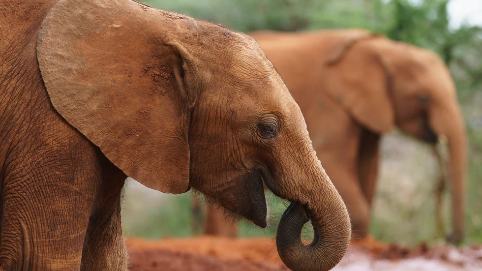 Matpaus för elefantungar som tagits omhand av en organisation i Nairobi i Kenya. Arkivbild.
