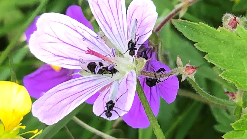 I Konibäcksudden har Inger Wikman, Luleå, fotograferat denna blomma som uppenbarligen gillas av många.
