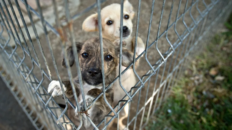 Efterfrågan på hundvalpar har ökat kraftigt i Sverige under det senaste året. Med det också den illegala smugglingen, som göder kriminella krafter. Det leder till såväl lidande för djuren som en risk för spridning av sjukdomar som rabies. 