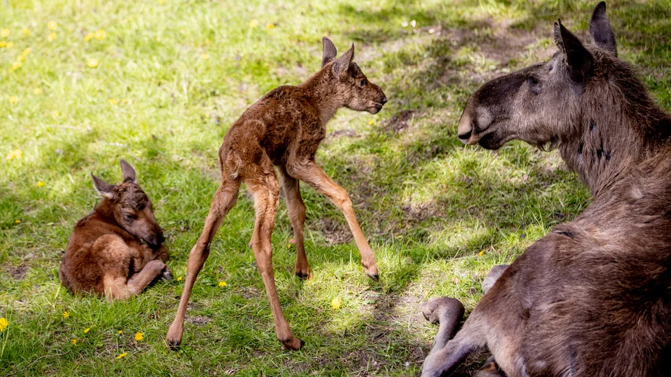En älgkalv i Eskilstuna har under torsdagen avlivats. Bilden är tagen vid Slottsskogens djurpark. Älgarna på bild är således inte samma som omnämns i texten.
