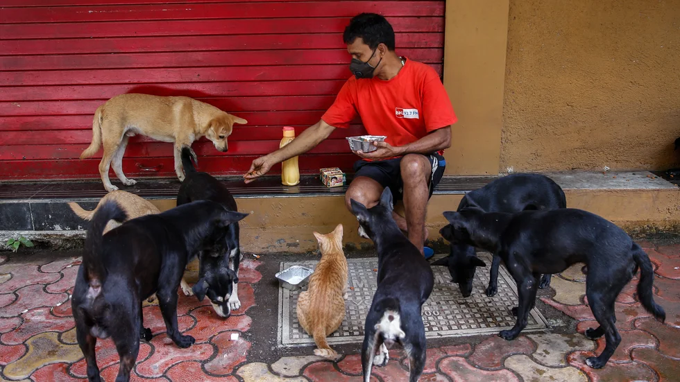 En man matar några av Indiens omkring 60 miljoner hemlösa hundar i Mumbai. Arkivbild.