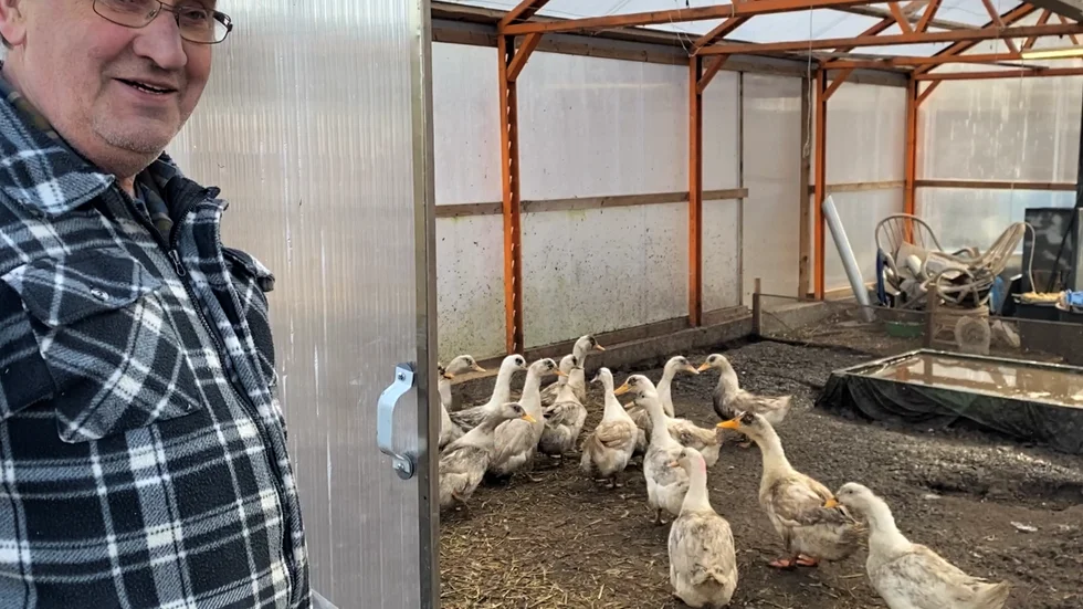 Även ankorna får gå inomhus för att skyddas mot fågelinfluensan som kan spridas från vilda fåglar. 