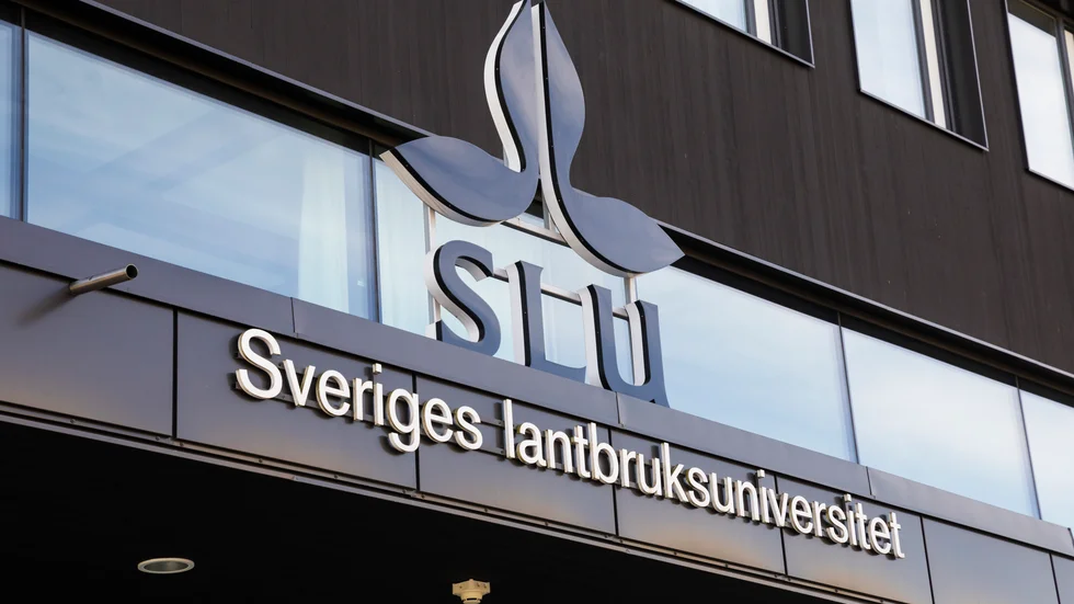 En medarbetare på SLU blev sparkad av en häst i huvudet – nu kräver Arbetsmiljöverket åtgärder.