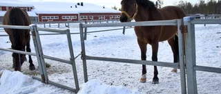Hästar på rymmen - nu hemma igen