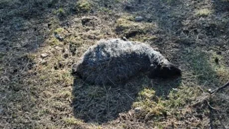Död tacka. I dag står det klart att gårdsägarna blir av med en del av EU-stödet på grund av bristerna i djurhållningen.Foto: Länsstyrelsen