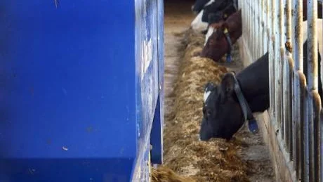 Robotmat. Fodervagnen ger automatiska givor av ensilage.