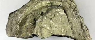 Fossil kan fälla mordbrännare