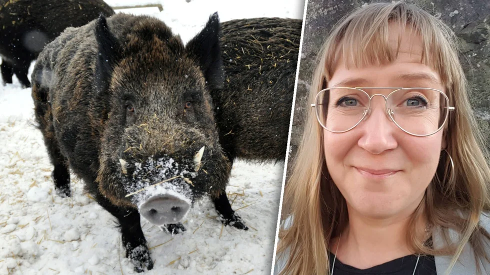 Det blir kommunal vildsvinsjakt i Östhammar, Tierp och Älvkarelby även i år. Det berättar Östhammars kommuns miljösakkunnige Camilla Andersson.