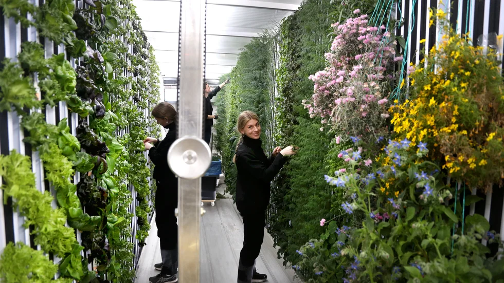Ellen Bergström från Green and growing odlar i en container bakom Stora Coop i Visby. Här får hon hjälp av Lova Nordlund och Gabriel Rosén. 30 kvadrat utan regn eller sol motsvarar ändå 6 000 kvadratmeter på friland.