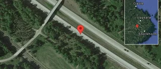 Hjortar på vägen på E18