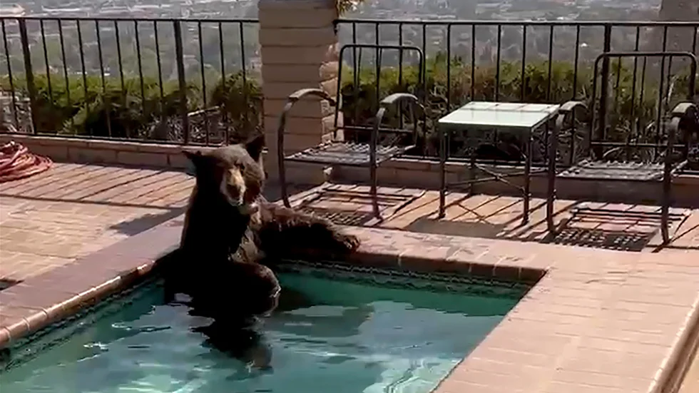 Stillbild ur polisens video.