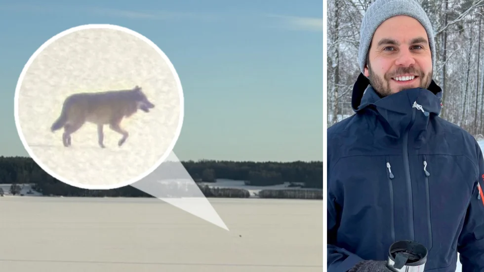 Med hjälp av en kikare kunde Johan Loberg hålla uppsikt över vargens ispromenad.
