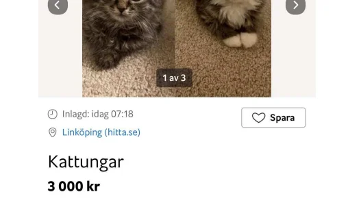 I ett inlägg på Blocket beskrivs katterna som busiga och längtandes efter ett nytt hem och "egna betjänter".