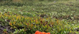 Läsarnas sommarbilder i ett svep