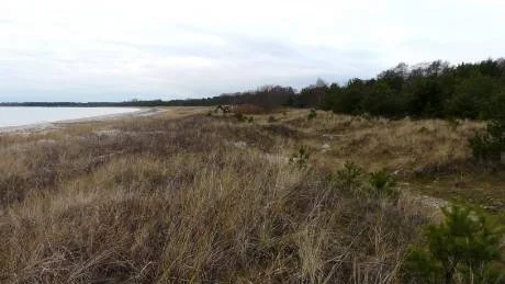 IGENVÄXT. Stranden vid Sudersand krymper, tallar, gräs och sandrör förstör livsbetingelserna för redan utrotningshotade arter. Den här veckan börjar man röja.                                                                                                                                                                Foto: Lena Almqvist