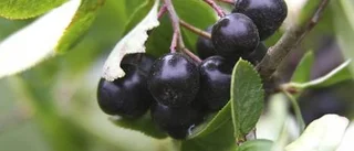 Röd-blåa under