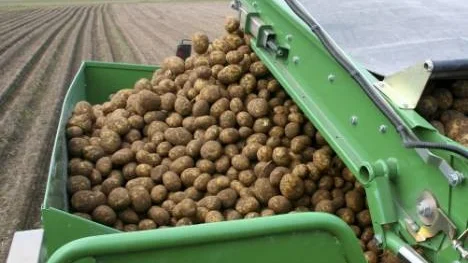 Med moderna maskiner plockas tonvis med potatis på några minuter.
