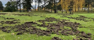 Svin gäckar lokal golfklubb – jägare sätts in som motgift 