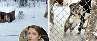Ett 50-tal draghundar omhändertagna – levde i total misär