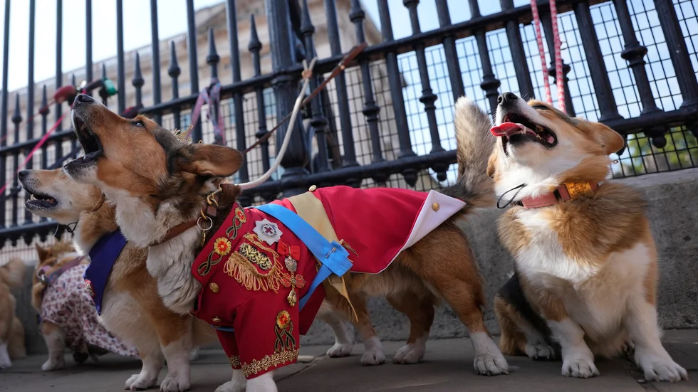 "Ruffus", längst fram i rött, var en av de corgis som deltog i söndagens corgiparad utanför Buckingham Palace. Paraden hölls för att hylla att det snart är ett år sedan drottning Elizabeth – som älskade corgis – avled.