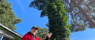 Dennis i Enköping kan ha Upplands högsta murgröna