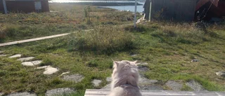 Dagens läsarbild: Spaning i skärgården