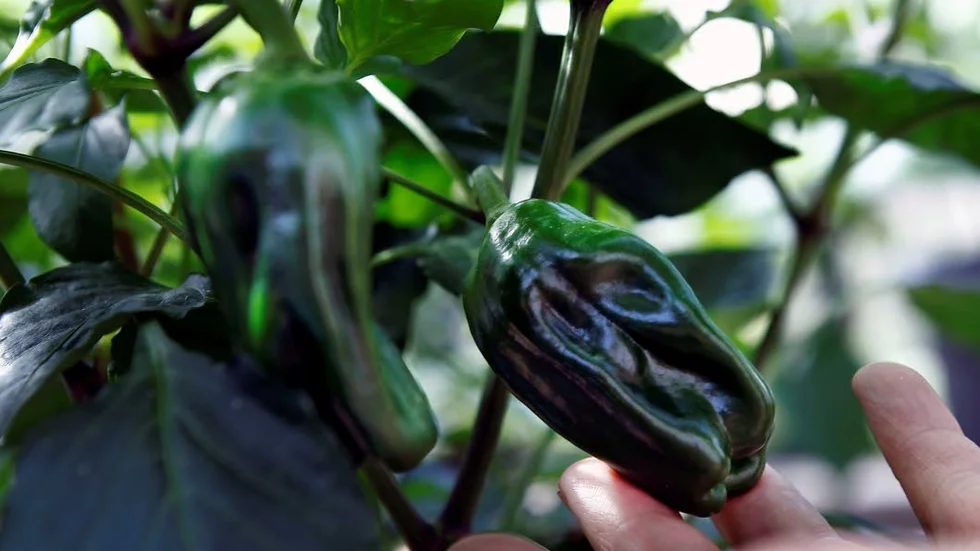 Chili kan anta nästan vilka färger som helst.