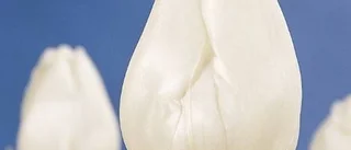 Tulpanernas tid är nu