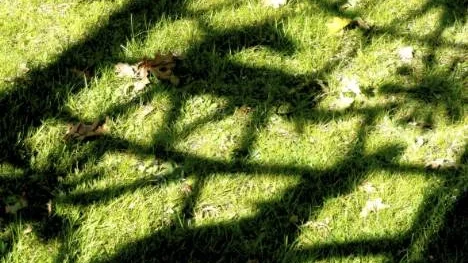 En skärmvägg med ett fint mönster kan göra ett drömskt skuggspel i trädgården. Detta mönster från Garden attitude.
