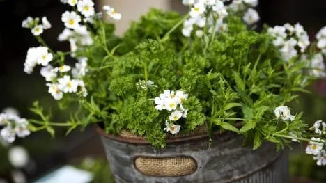 Persilja är lätt att fröså och blir härligt grön. Här Petroselinum crispum, kruspersilja, i kombination med vit Nemesia.