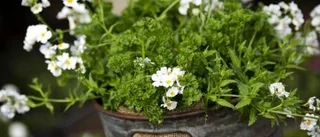Plantera sommarkrukan som proffsen