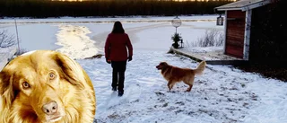 Helenas hund Beaivi gick genom isen – hamnade i vak