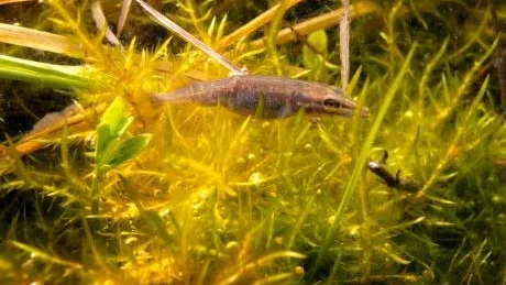 Nykomling. 35 millimeter mätte det här gäddynglet när det fångades i Kräklingbo. Åter i frihet kunde det simma ut i havet via Histillesån.Foto: Micael Söderman