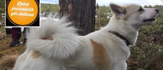 Hunden hittade hem – tack vare Kurirens Facebookföljare
