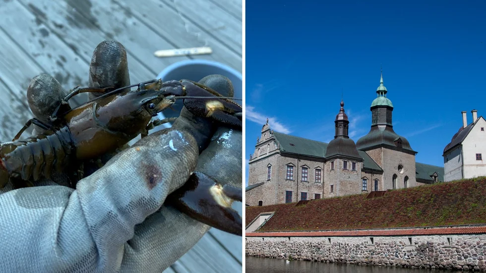Från den 11 augusti och fram till och med den 20 augusti kan man fiska kräftor i Vadstena. Arkivbilder.