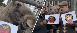 Efter tipssuccén: Nu förutspår älgoraklet SM-finalserien