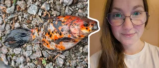 Elin hittade levande guldfisk – mitt på uppfarten till villan