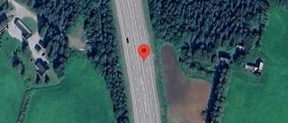Trafikverket varnar för älg på vägen på E4