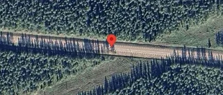 Älg på fel sida viltstängslet på E4