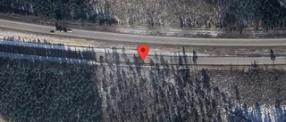 Rådjur innanför viltstängslet på E4