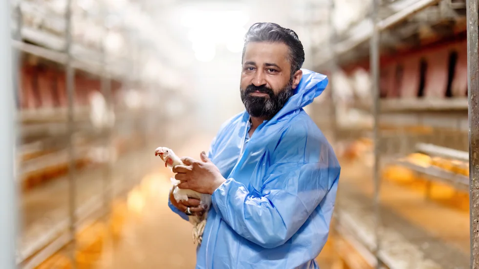 Salar Rasoul säger att höns är känsliga, om de inte trivs blir det inga ägg. "Jag tittar ännu till dem fyra, fem gånger varje dag för att se att de har det bra. Höns ska vara frigående, ha fint spån, bästa fodret och rent vatten" säger han. 