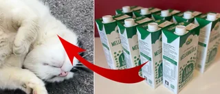 Efter viktlarmet: Tjocka katten måste banta