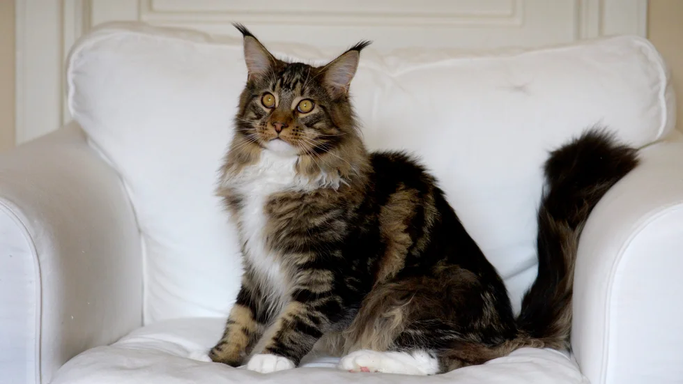 Kvinnan i den familj artikeln handlar om drev tidigare uppfödning av Maine coon-katter. Dock inte just denna katt.