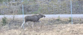 Här springer älgen – längs E20