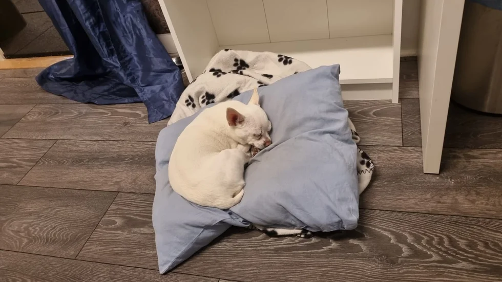 Doris kännetecken är en leverfläck på nosen och en kort svans.