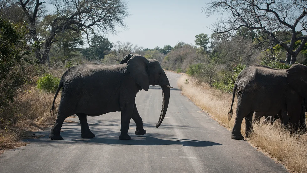 En turist har dödats av en elefant i Krugerparken i Sydafrika. Arkivbild.