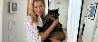 Katt glömdes på flyget – flög runt i ett dygn